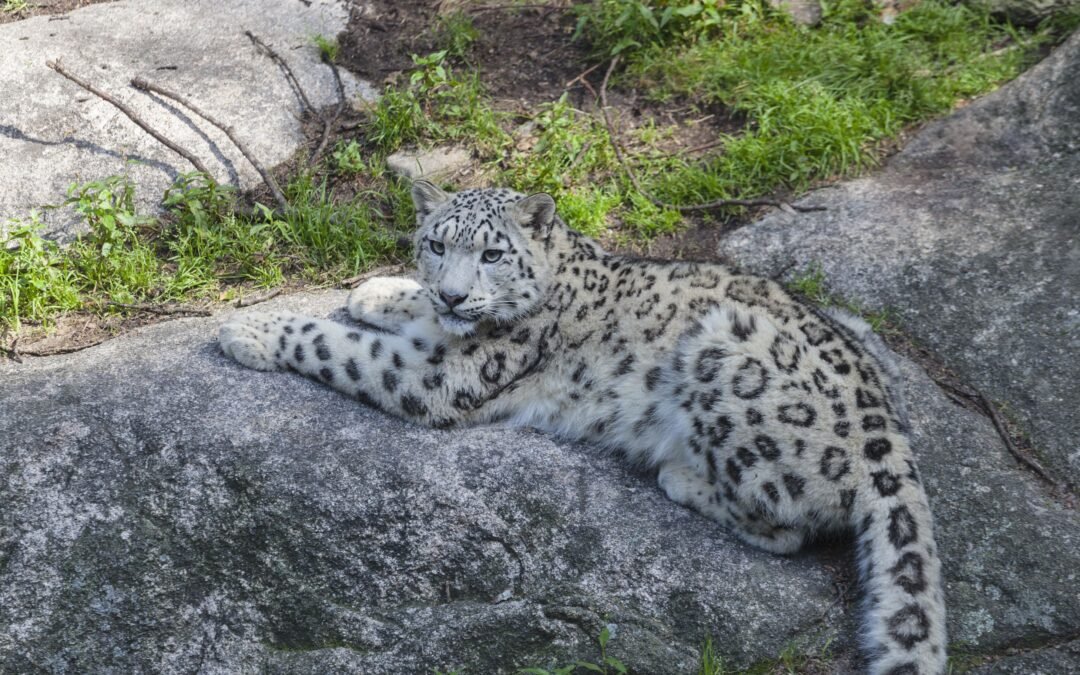 Bettina, The Snow Leopard, Will Play A Crucial Role In The Snow Leopard Species Survival Plan