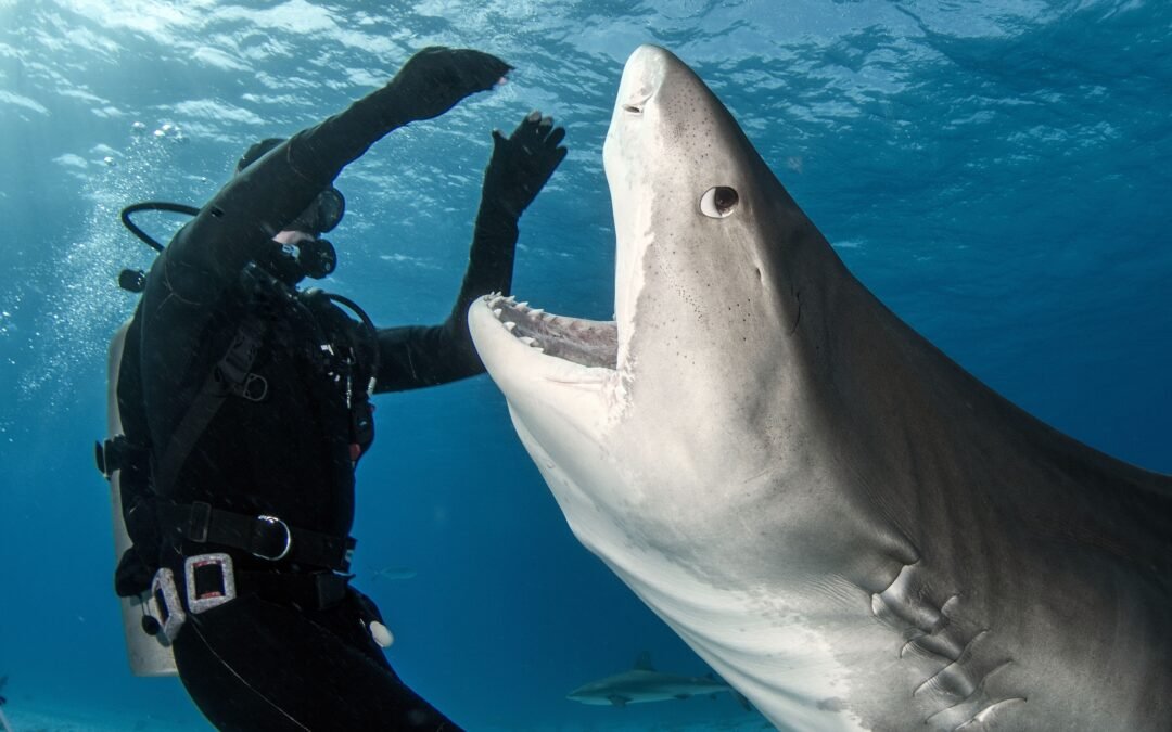 The Strange Reason America Has More Shark Attacks Than Europe