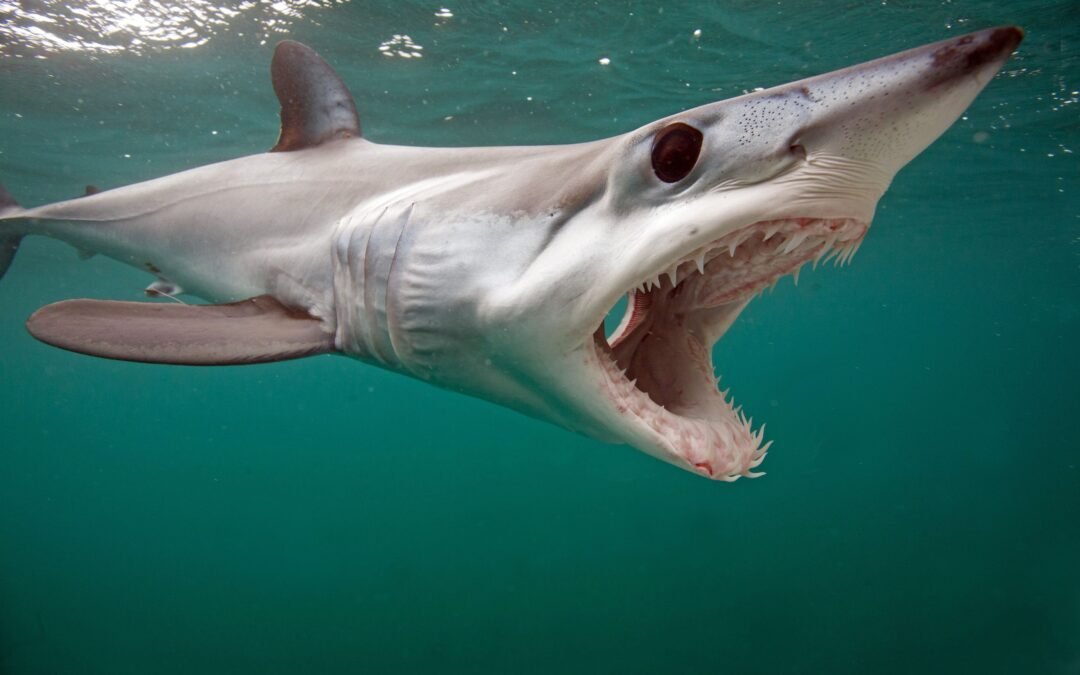 Rare “Sharktopus” Sighting As Octopus Hitches Ride On Fastest Shark In The World
