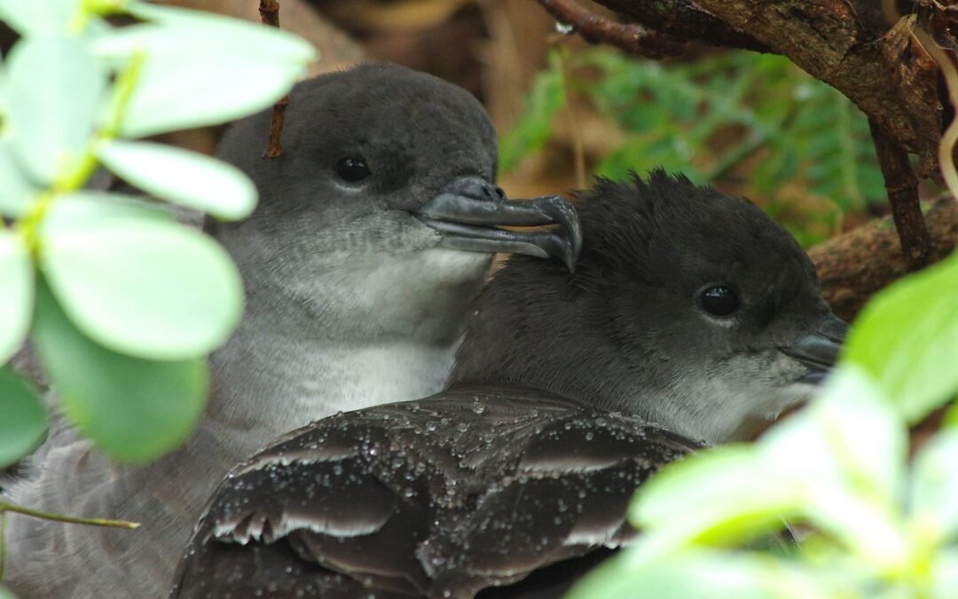 Seabirds Showing Symptoms Similar To Alzheimer’s Due To Plastic Consumption