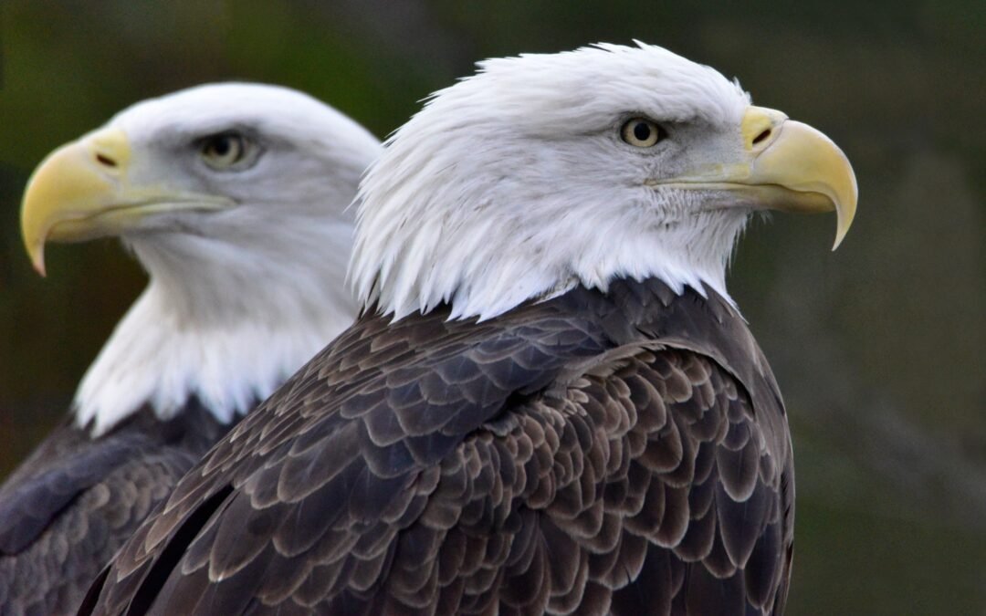 Eagle Enthusiasts Rejoice As Jackie And Shadow Welcome Third Eaglet To Big Bear Nest