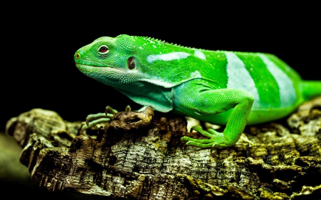 This Unexpected Animal “Rafted” Thousands Of Miles From North America To Fiji