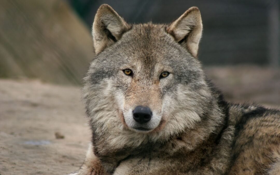 Increase In California Wolf Population Leads To Review Of Species’ Endangered Status