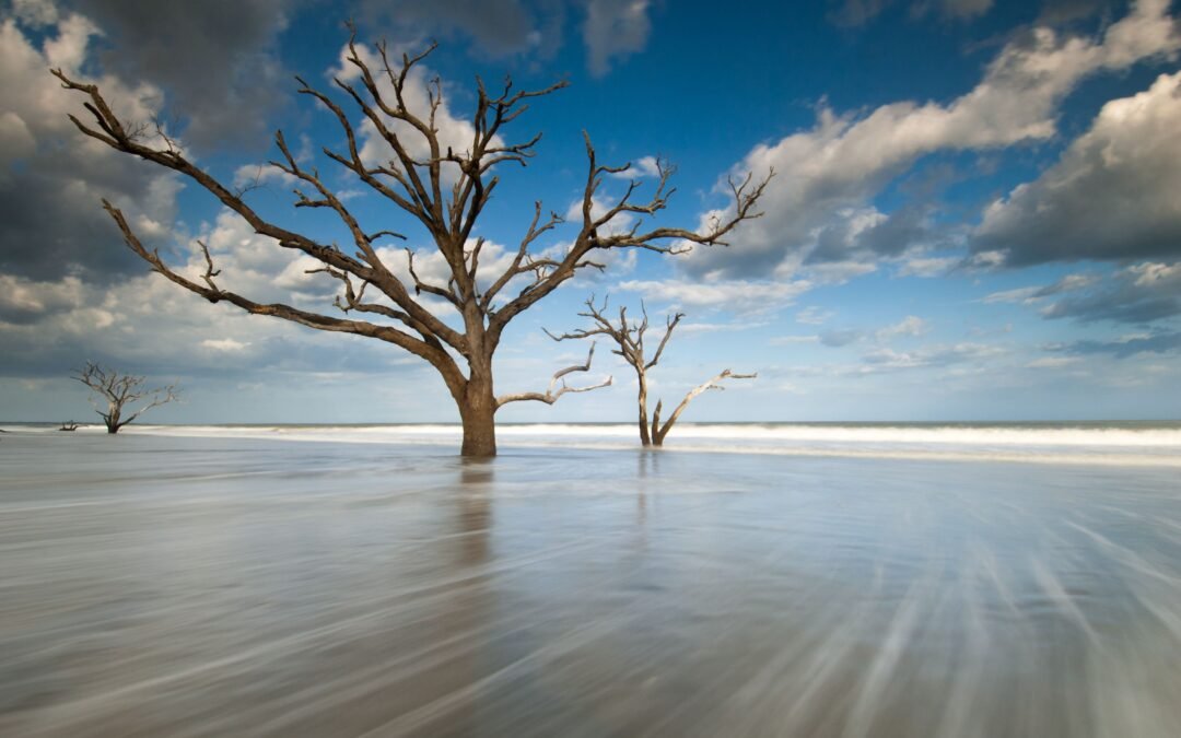 This “Tree Graveyard” Is One Of South Carolina’s Most Spectacular Secret Beaches