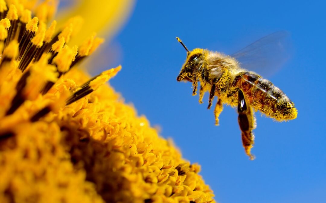 Why (And How) Scientists Are Using Fake Pollen To Save America’s Dying Honey Bees