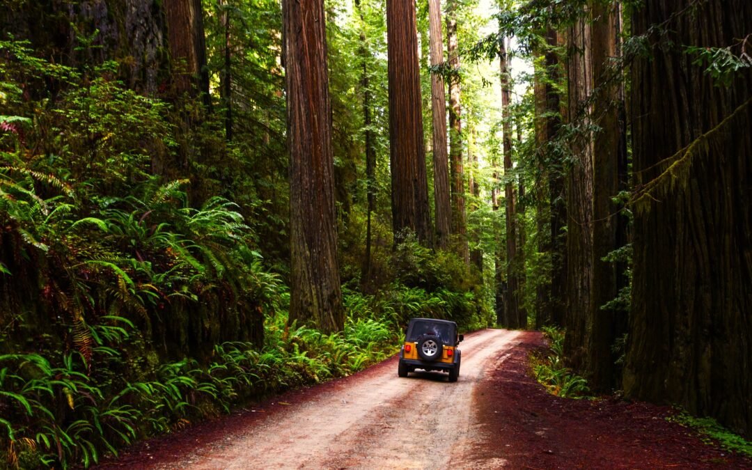 This State’s Little-Known Redwood Trails Are Quieter But Just As Beautiful