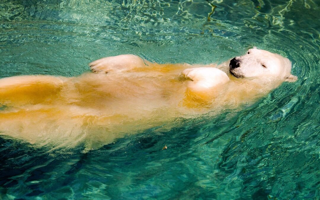 America’s Largest Zoo Is Also Its Most Underrated