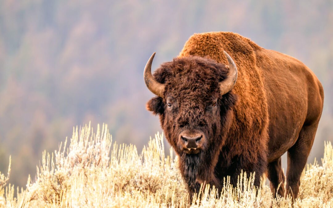 Montana Just Got Proven Wrong About Yellowstone National Park’s Bison