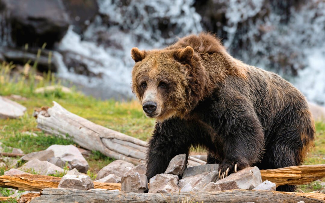 Bear Attacks Hiker At Yellowstone, Forcing Trail Closure