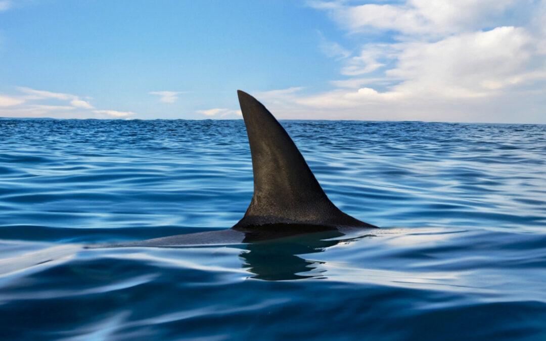 U.S. State Issues 13 Shark Warnings At Tourist Beaches For Summer