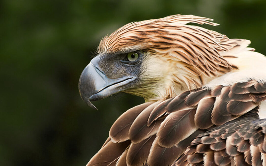 The World’s Largest Eagle Is A “Monkey-Eater” And Isn’t Found In The U.S.