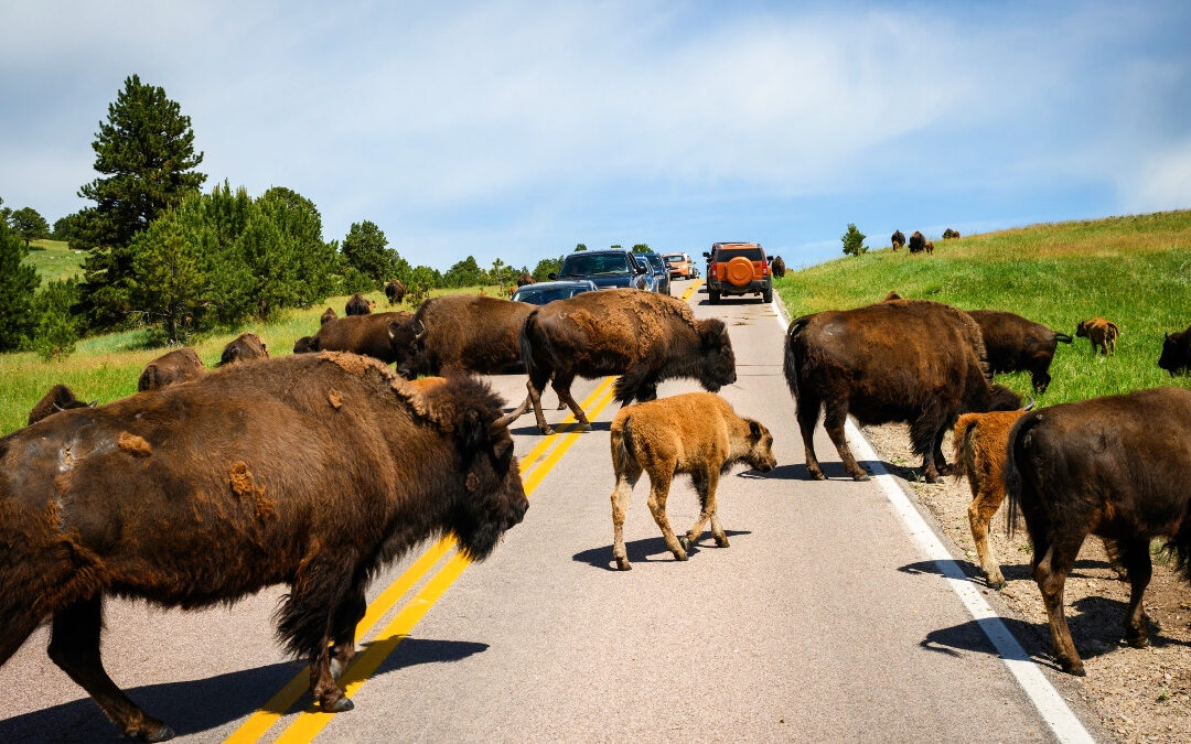 South Dakota’s 18-Mile Loop Delivers 1,500 Bison Without A Reservation