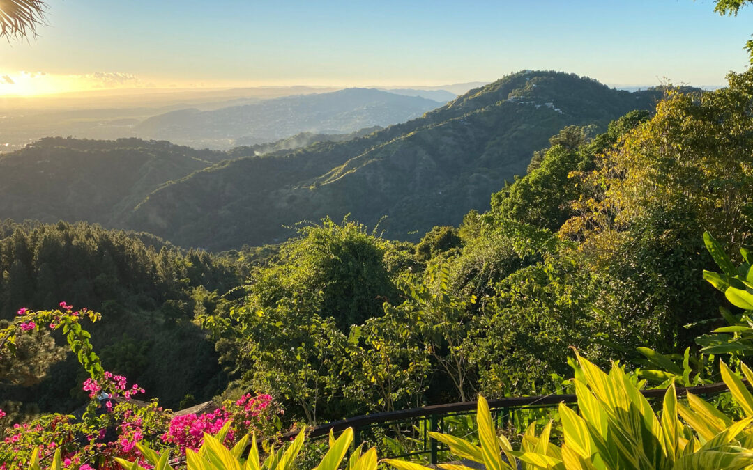 I Explored El Yunque National Forest At Night — And Found A Thriving Ecosystem Just Minutes From Puerto Rico’s Top Resorts
